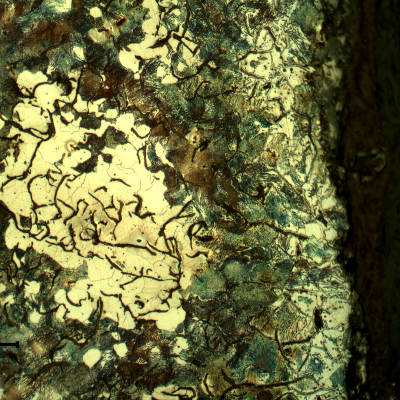 Micrography of the longitudinal section of the cylinder, at the external diameter (right side of the figure), presenting smaller interdendritic graphite flakes in a ferritic-perlitic matrix. This surface is painted.