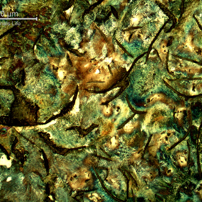 Micrography of the longitudinal section of the cylinder, in the center of the thickness, presenting large graphite flakes in a predominatly perlitic matrix. There are also ferritic regions.