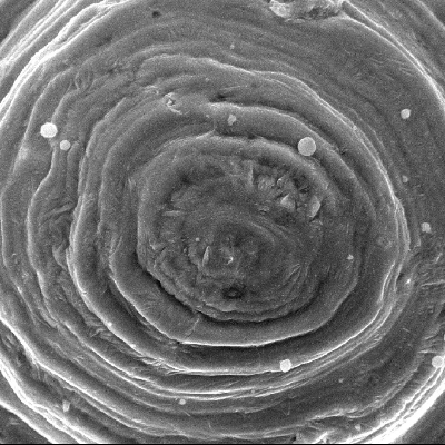 Detailed aspect of the plate surface where there was the bullet impact, by scanning electron microscopy, showing that the bullet has melted and solidified on the surface.  The EDS analysis showed Pb-Sb peaks.