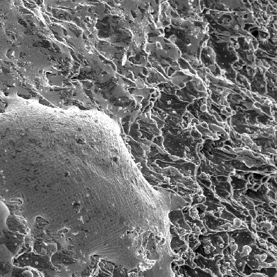Detail of the margin of the perforated hole in the side where the projectil stroke the plate. Ductile dimples of the plate (right side of the figure) and a film of melted Pb-Sb from the bullet.