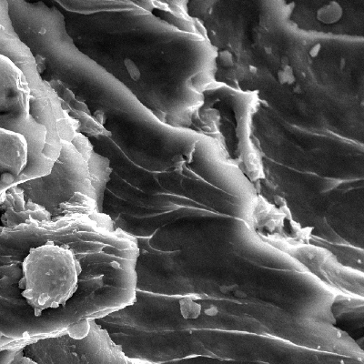 Detail of the ductile dimples of the plate shearing.
