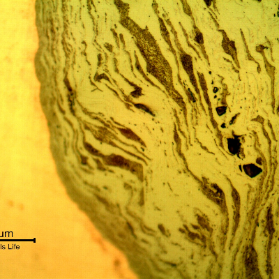 Cross-sectional view near the plate edge showing an elongated, banded microstructure with dark stringer inclusions deformed parallel to the cut surface.