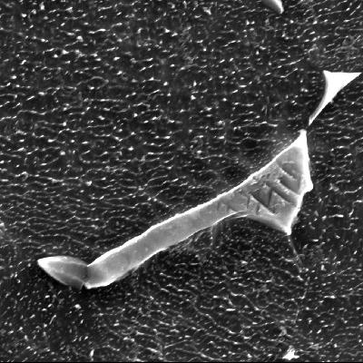 Micrographic detail by SEM, showing the beta phase EDS analysis was conducted in this microstructure and the results indicated 90.8%Ti + 6.8%Al + 2.4%V for the alpha phase (the dark grains as a matrix); and 84.7%Ti + 5.2%Al + 8.8%V + 1.2%Fe for the beta phase (light with aicular morphology inside the phase).