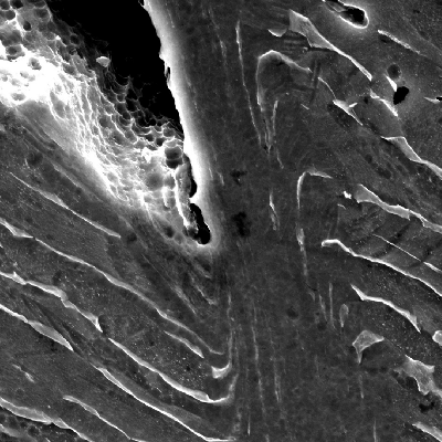 Micrographic detail by scanning electron microscopy of the shearing of the material due to the projectile impact. Inside the cracks it is possible to see dimples, HF+HNO3+H2O chemical etch.