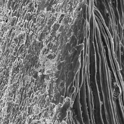 Margin of the perforated hole showing regions of melted material (from the bullet) in the hole (left side of the figure) and the striated surface of the plate (right side of the figure).