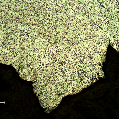 Micrography of the plate at opposite face to the projectile impact (where the bullet exited), showing ductile microcracks.