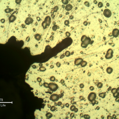 Micrographic detail of ductile microcracks.