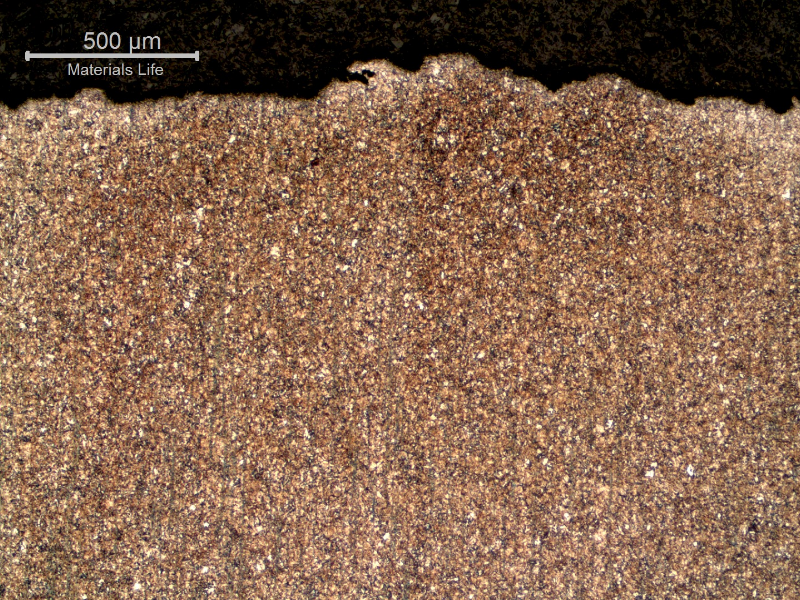 Micrography of the nut in the longitudinal section, transverse to the fracture (top of the image).