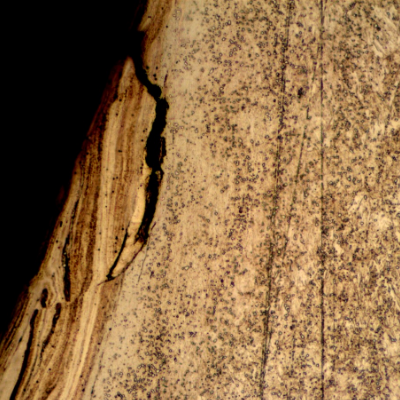 Micrographic detail of the nut in the longitudinal section, presenting cracks associated to the plastic deformation at the thread surface. These cracks were formed due to high local contact stresses.