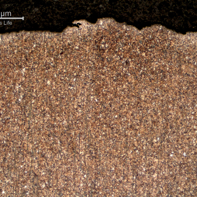 Micrography of the nut in the longitudinal section, transverse to the fracture (top of the image).