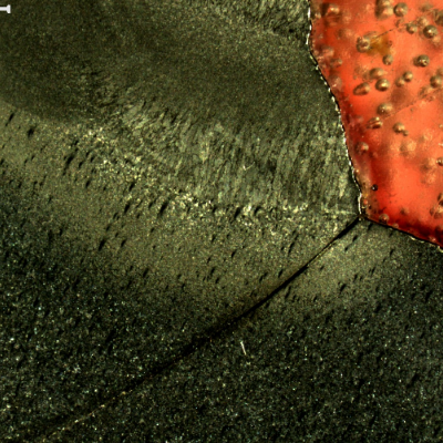 Macrography of a section tranverse to the pipe and to the weld between the 8"pipe and the 2" fitting weldolet.  The crack starts exactly at the margin of the weld, in a geometric stress concentration raiser, in a position where it growths in the pipe longitudinal direction, and propagates in a straight line, not related to any metallurgical aspect.