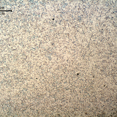 Micrography of the weld metal in the root, reheated by the fill pass, presenting a refined ferritic structure.