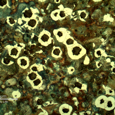 Micrography of the crankshaft close to the radio that is not heat treated.  Graphite in nodules and a ferritic and pearlitic matrix, predominantly pearlitic.