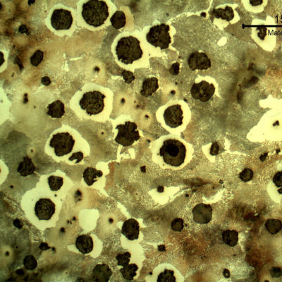 Micrography of the crankshaft in the center of the thickness presenting nodules of graphite in a ferritic and pearlitic matrix, predominantly pearlitic.