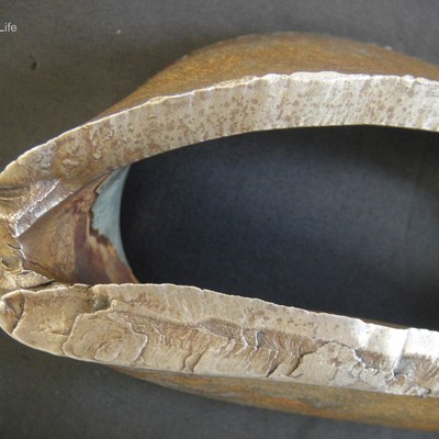 Macroscopic view of the fracture in the pipe body.  In the bottom of the figure, the fracture of the pipe shows a thicker thickness, revealing that this is the pipe region that was first damaged by bending (buckling).  In the top of the figure, the fracture shows a (ductile) shearing mechanism and the thickness is thinner, as will be better observed in the macrography.