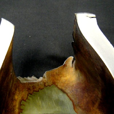 Macrography of a longitudinal section of the pipe at the fracture position, as ground, showing in the rigth side the thicker thickness and several secondary cracks opened to the external side of the pipe (created during bending), and in the left side the shearing mechanism and the thinner thickness.